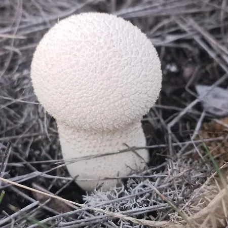 Divci Nova1- A8 Apartament *