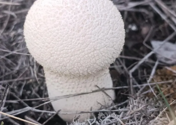 Divci Nova1- A8 アパート *